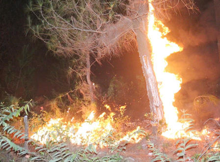 Hỏa hoạn thiêu 10 ha rừng thông, khiến một người phải cấp cứu