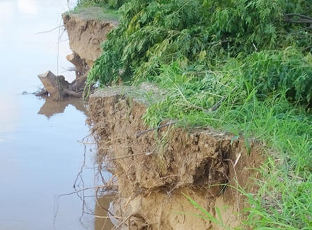 Đê sông Mã và đê sông Chu bị sạt lở nghiêm trọng