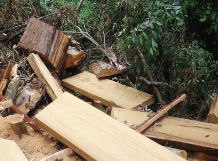 Nghệ An: Trạm trưởng Kiểm lâm bị kỷ luật hạ bậc lương, viết đơn từ chức