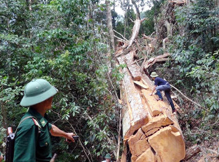 Nghệ An: Trạm trưởng Kiểm lâm bị kỷ luật hạ bậc lương, viết đơn từ chức