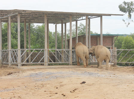 Cận cảnh khu sinh thái xảy ra vụ hổ cắn đứt tay khách