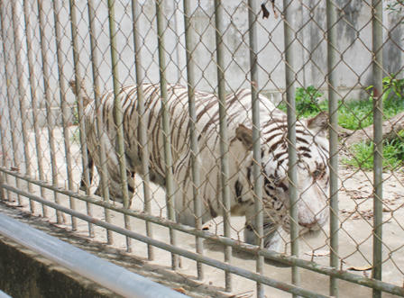 Cận cảnh khu sinh thái xảy ra vụ hổ cắn đứt tay khách