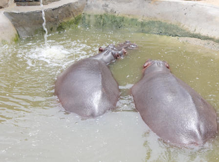 Cận cảnh khu sinh thái xảy ra vụ hổ cắn đứt tay khách