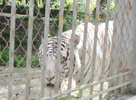 Du khách bị hổ cắn đứt tay đột nhiên thành... nhân viên khu sinh thái?