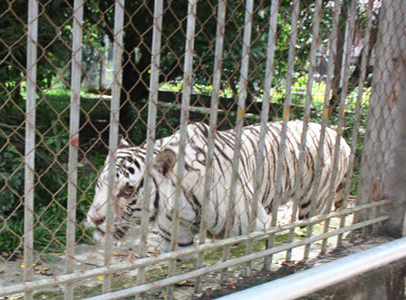 Nạn nhân bị hổ cắn cụt tay không phải nhân viên trang trại "đại gia" Mường Thanh