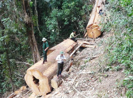 19 năm tù cho 4 kẻ phá rừng Sơ mu