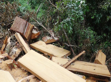 19 năm tù cho 4 kẻ phá rừng Sơ mu