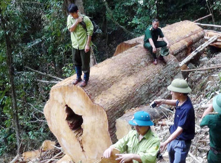 19 năm tù cho 4 kẻ phá rừng Sơ mu