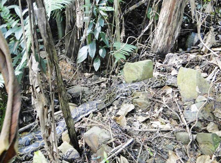 Xem trăn, khỉ, tê tê lũ lượt bò vào rừng Phù Mát