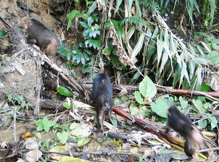 Xem trăn, khỉ, tê tê lũ lượt bò vào rừng Phù Mát