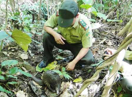 Xem trăn, khỉ, tê tê lũ lượt bò vào rừng Phù Mát