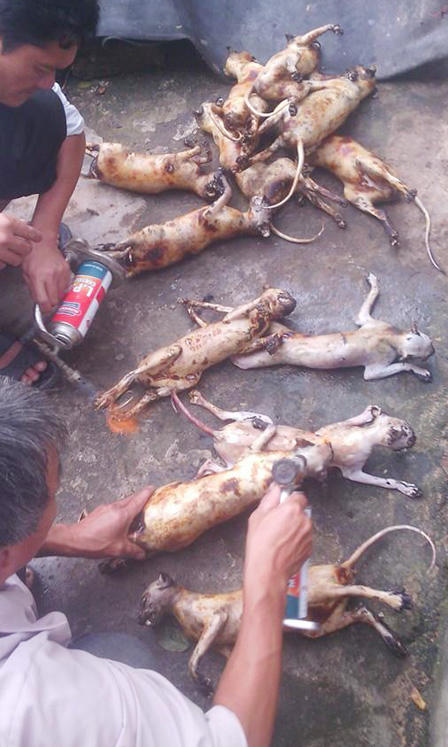 Triệu tập nam thanh niên “khoe chiến tích” giết khỉ 