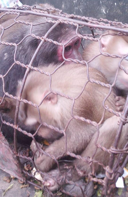 Triệu tập nam thanh niên “khoe chiến tích” giết khỉ 