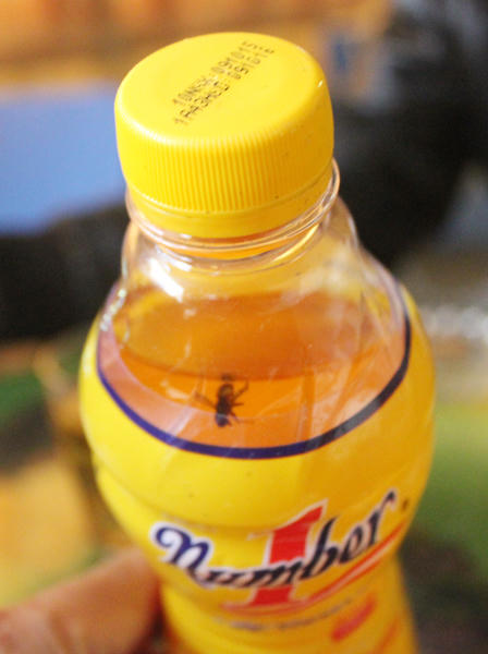 Nghệ An: Phát hiện ruồi trong chai Number One