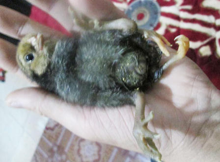 Nghệ An: Phát hiện gà 4 chân kỳ lạ