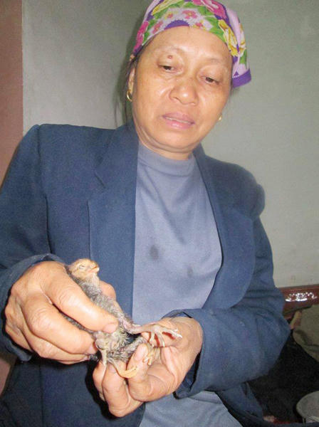 Nghệ An: Phát hiện gà 4 chân kỳ lạ