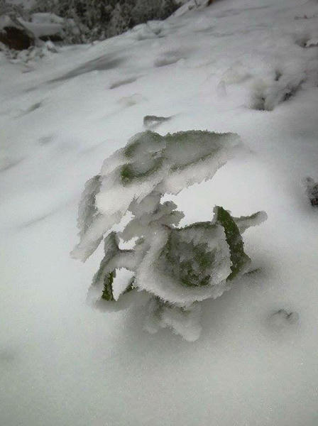 Lần đầu tiên trong lịch sử, băng tuyết xuất hiện miền Tây Nghệ An