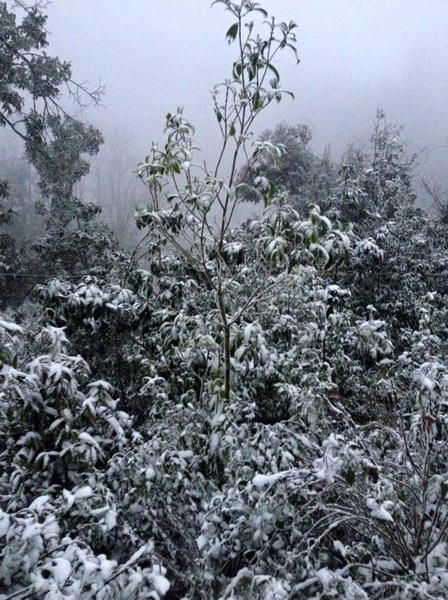 Lần đầu tiên trong lịch sử, băng tuyết xuất hiện miền Tây Nghệ An