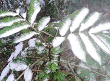 Lần đầu tiên trong lịch sử, băng tuyết xuất hiện miền Tây Nghệ An