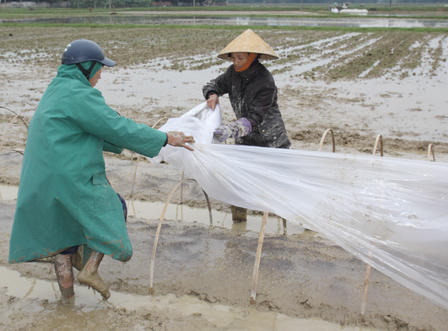 Bắc Trung Bộ thiệt hại nặng do đợt giá rét kỷ lục