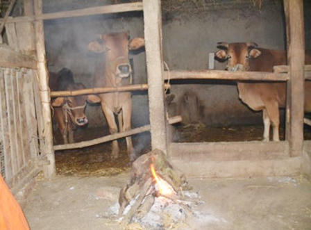 Bắc Trung Bộ thiệt hại nặng do đợt giá rét kỷ lục