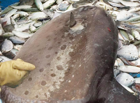 Cá mặt trăng quý hiếm “khủng” vướng lưới ngư dân