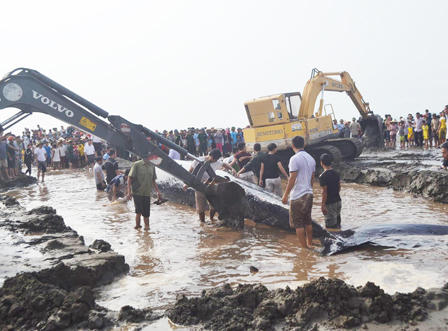 Giải cứu cá voi nặng 10 tấn mắc cạn trên bờ biển