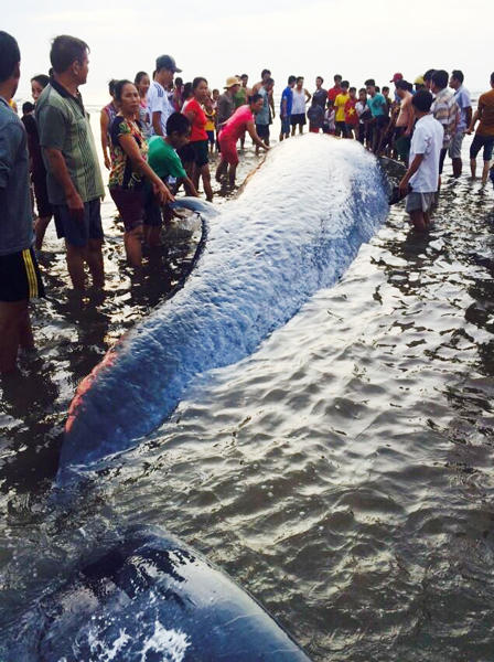 Giải cứu thành công cá voi khổng lồ mắc cạn ở Nghệ An