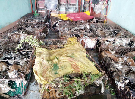 Phát hiện hơn nửa tấn “tiểu hổ” trên xe khách