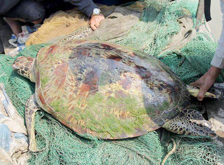Rùa 'khủng' dính lưới ngư dân Hà Tĩnh