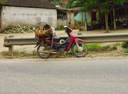 Một xã 53 người bị chó cắn, 1 người chết