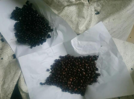 Dân Nghệ An suýt uống 600 kg cà phê giả trộn chất phụ gia