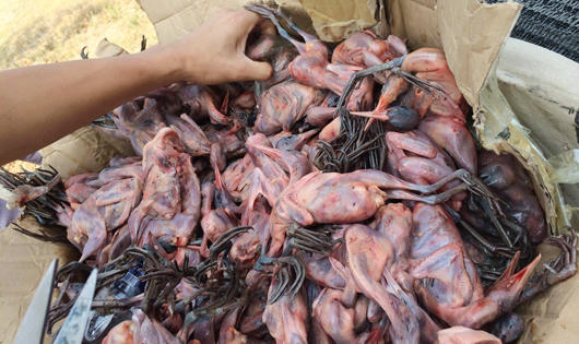 Phát hiện hơn 200 con chim không rõ nguồn gốc trên xe khách