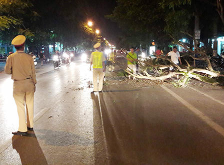 Cây xanh bất ngờ bật gốc đè một phụ nữ đi xe máy