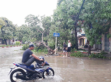 TP.Vinh xơ xác sau bão số 2