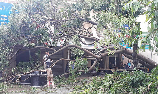 TP.Vinh xơ xác sau bão số 2