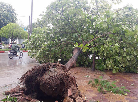 TP.Vinh xơ xác sau bão số 2