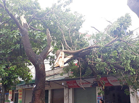 TP.Vinh xơ xác sau bão số 2