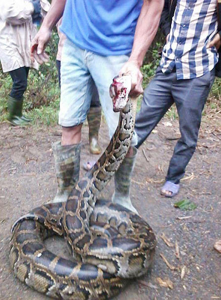 Phát hiện hai con trăn 'khủng' cuộn tròn trong ruộng mía