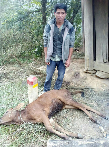 Nghệ An: trâu bò chết hàng loạt vì rét đậm tại miền núi Nghệ An