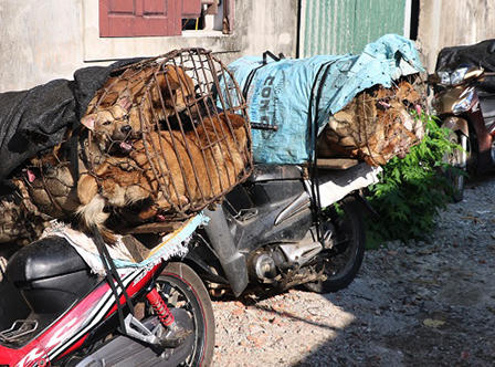 Nhóm “cẩu tặc” sắm súng bắn điện, bình xịt hơi cay, dao kiếm hành nghề