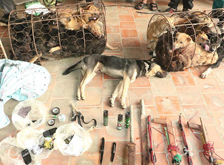 Nhóm “cẩu tặc” sắm súng bắn điện, bình xịt hơi cay, dao kiếm hành nghề