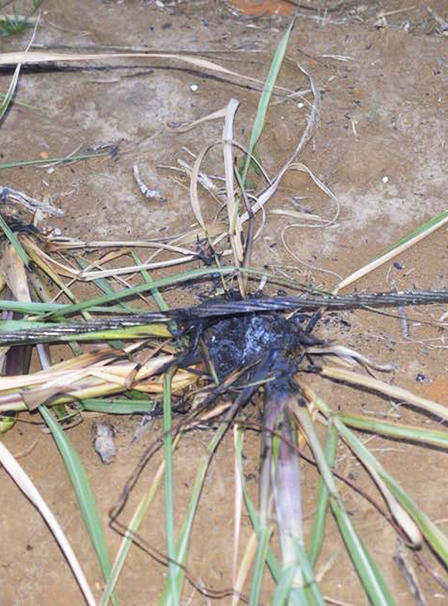 Nhân chứng bàng hoàng kể phút điện giật chết 4 người trồng cột viễn thông