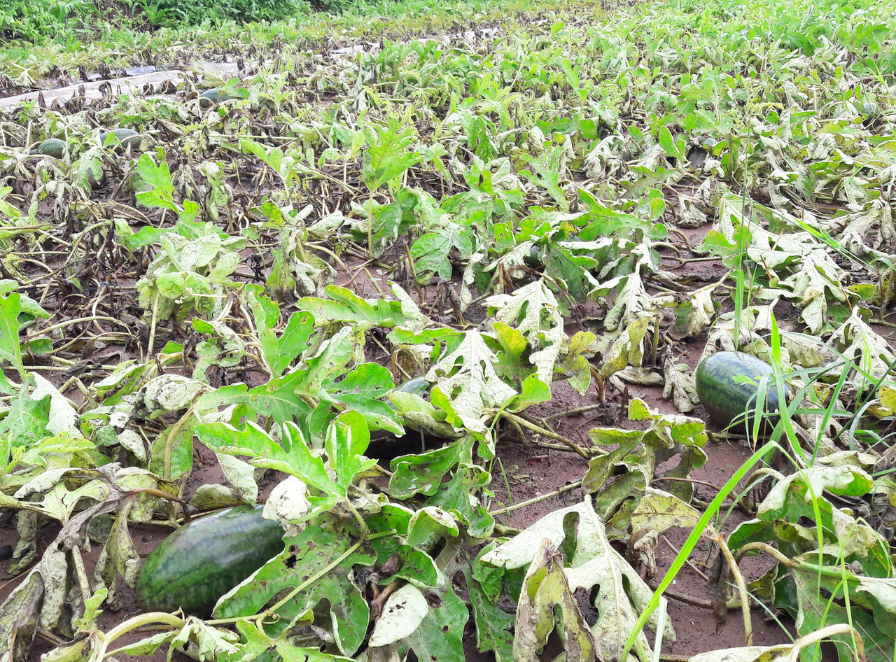 Sau mưa lũ, người dân xót lòng hái dưa hấu cho trâu bò ăn, thiệt hại hơn 600 tỷ đồng