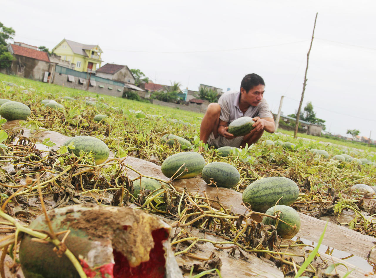 Sau mưa lũ, người dân xót lòng hái dưa hấu cho trâu bò ăn, thiệt hại hơn 600 tỷ đồng