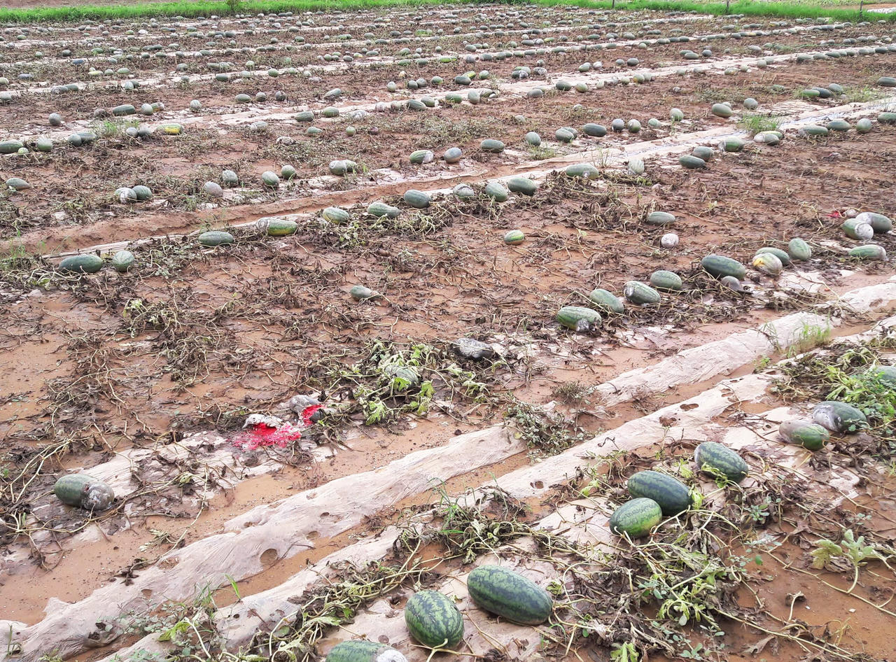 Sau mưa lũ, người dân xót lòng hái dưa hấu cho trâu bò ăn, thiệt hại hơn 600 tỷ đồng
