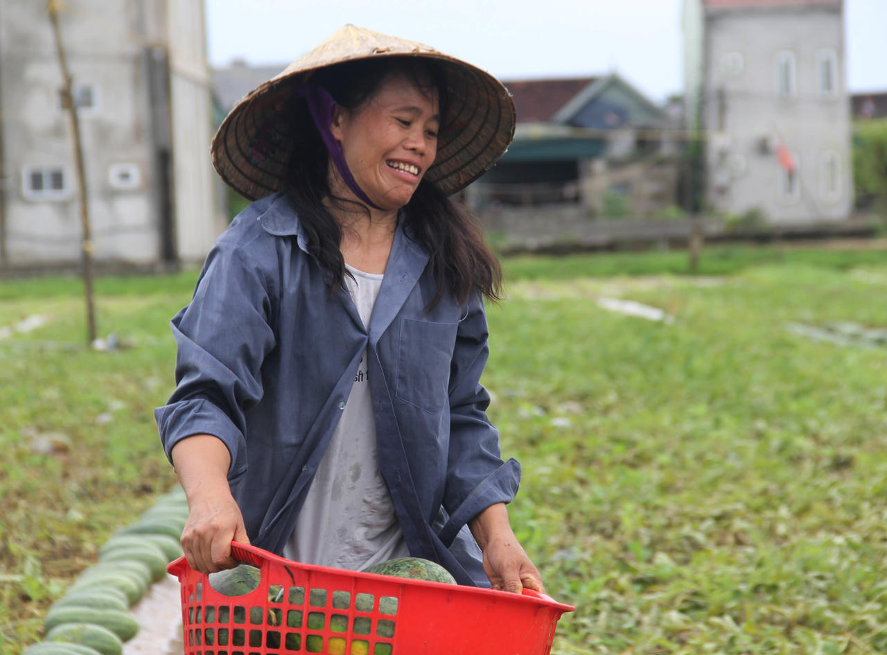 Sau mưa lũ, người dân xót lòng hái dưa hấu cho trâu bò ăn, thiệt hại hơn 600 tỷ đồng