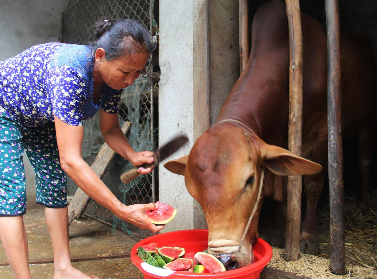 Sau mưa lũ, người dân xót lòng hái dưa hấu cho trâu bò ăn, thiệt hại hơn 600 tỷ đồng