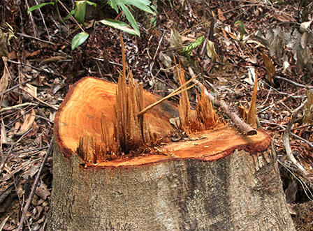 Lợi dụng khoanh nuôi chặt phá 4.156m2 rừng tự nhiên