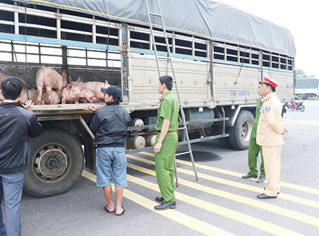 Bắt giữ 7 tấn heo mắc bệnh lở mồm long móng trên Quốc lộ 1A